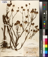 Helenium flexuosum image