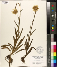 Helenium pinnatifidum image