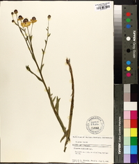 Helenium flexuosum image