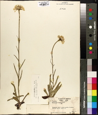 Helenium pinnatifidum image