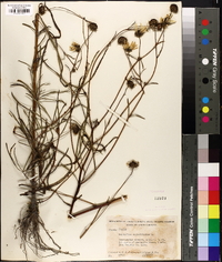 Helianthus angustifolius image