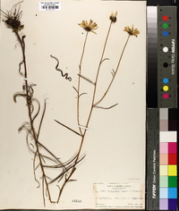 Helianthus angustifolius image