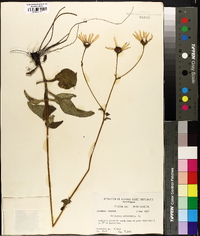 Helianthus atrorubens image