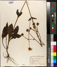 Helianthus atrorubens image