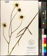 Helianthus heterophyllus image