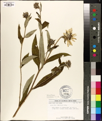 Helianthus resinosus image