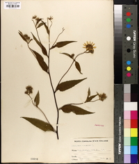 Helianthus strumosus image