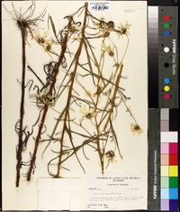 Helianthus angustifolius image
