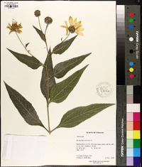 Helianthus tuberosus image