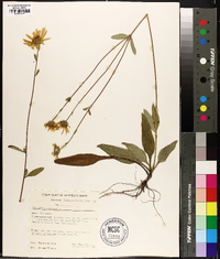 Helianthus strumosus image