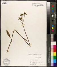 Hieracium caespitosum image