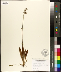 Hieracium caespitosum image