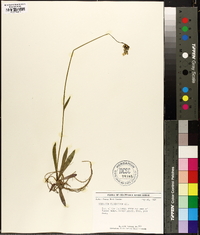 Hieracium piloselloides image