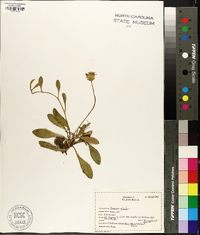 Hieracium pilosella image