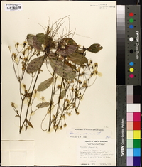 Hieracium venosum image