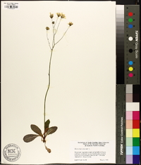 Hieracium venosum image