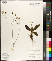 Hieracium venosum image