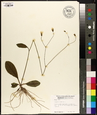 Hieracium venosum image