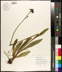 Hieracium caespitosum image