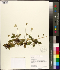 Hieracium pilosella image