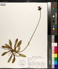 Hieracium aurantiacum image