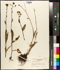 Hieracium cusickii image