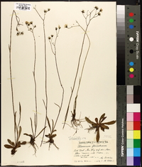 Hieracium piloselloides image