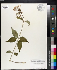 Asclepias quadrifolia image