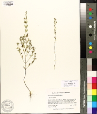 Trichostema coeruleum image