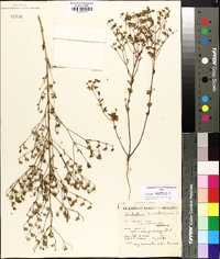 Trichostema dichotomum image