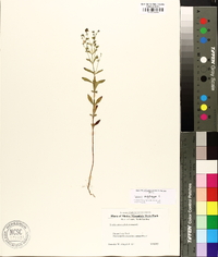 Trichostema dichotomum image