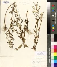 Trichostema dichotomum image