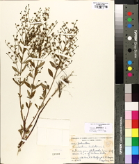 Trichostema dichotomum image