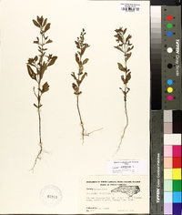 Trichostema dichotomum image