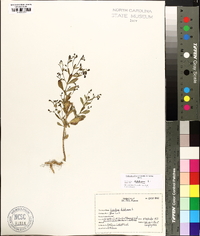 Trichostema dichotomum image