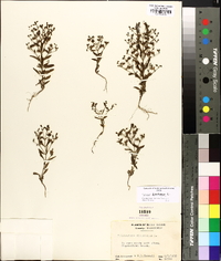 Trichostema dichotomum image