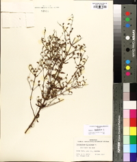 Trichostema dichotomum image