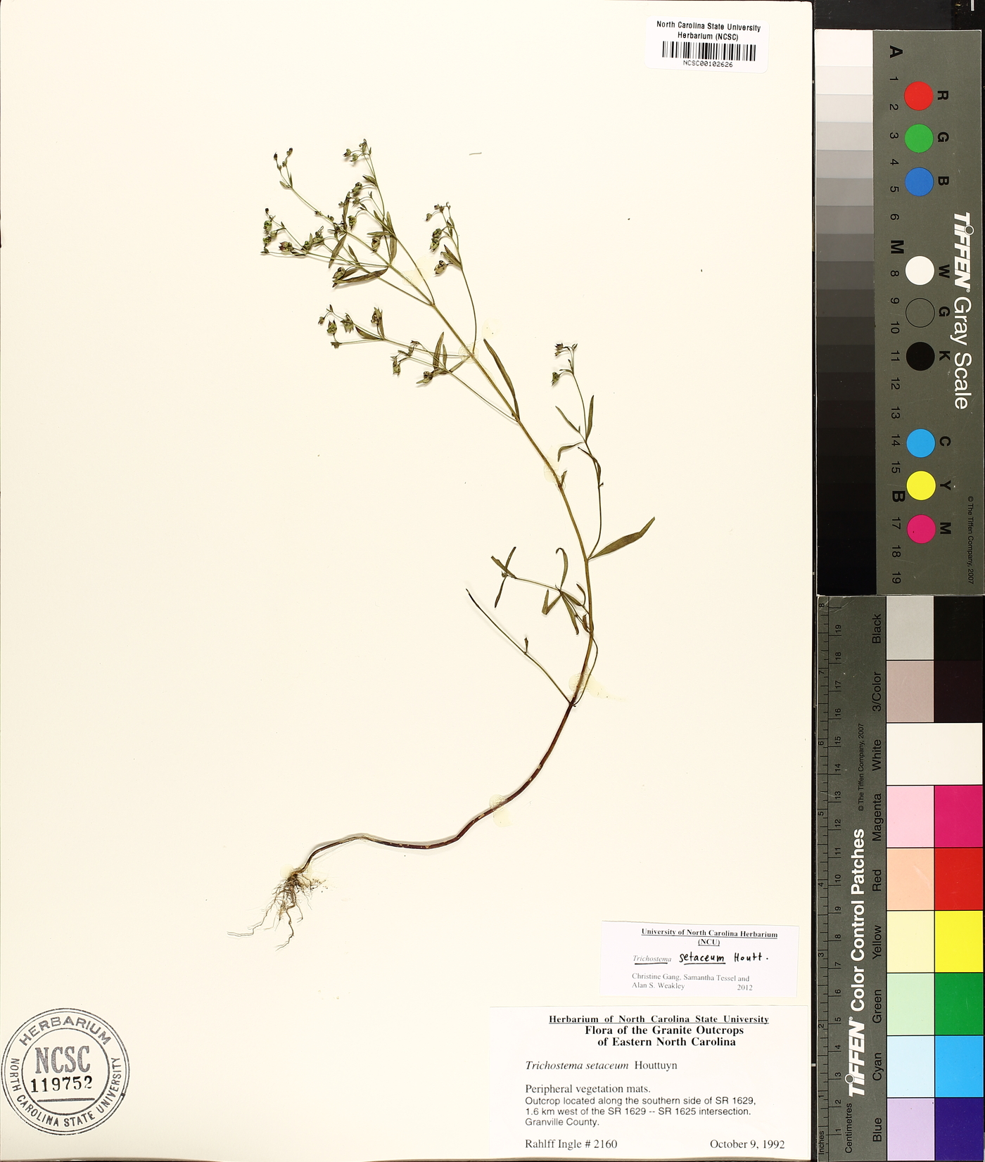 Trichostema setaceum image