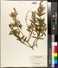 Iva cheiranthifolia image
