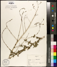 Lactuca biennis image