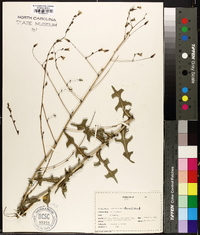 Lactuca biennis image