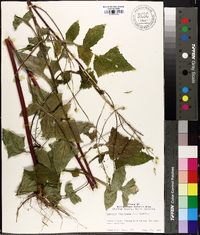 Lactuca floridana image