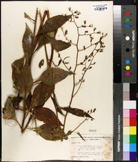 Lactuca floridana var. villosa image
