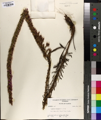 Liatris chapmanii image