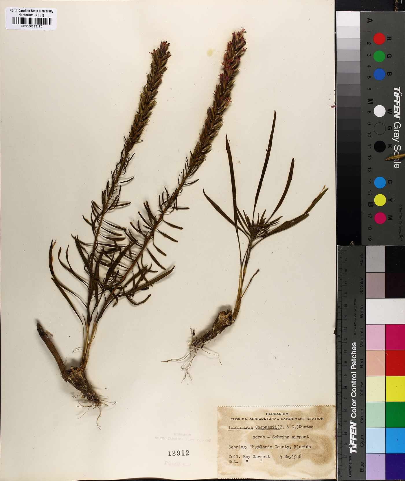 Lacinaria chapmanii image