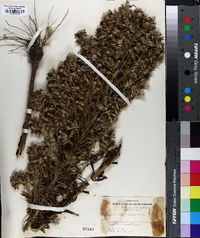 Liatris elegans image
