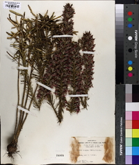 Liatris elegans image