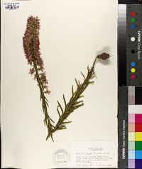 Liatris elegans image