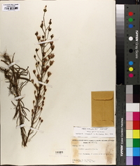 Liatris gracilis image