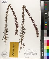 Liatris gracilis image